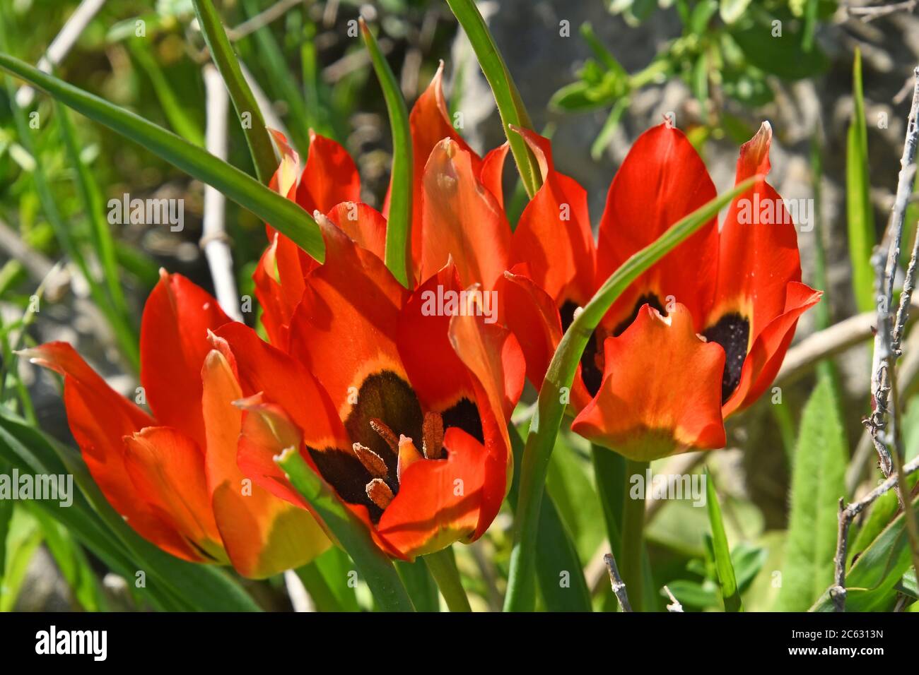 Fleurs de tulipes sauvages Banque D'Images