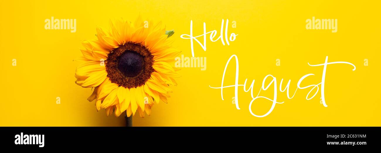 Texte Hello August avec Sunflowers Banque D'Images