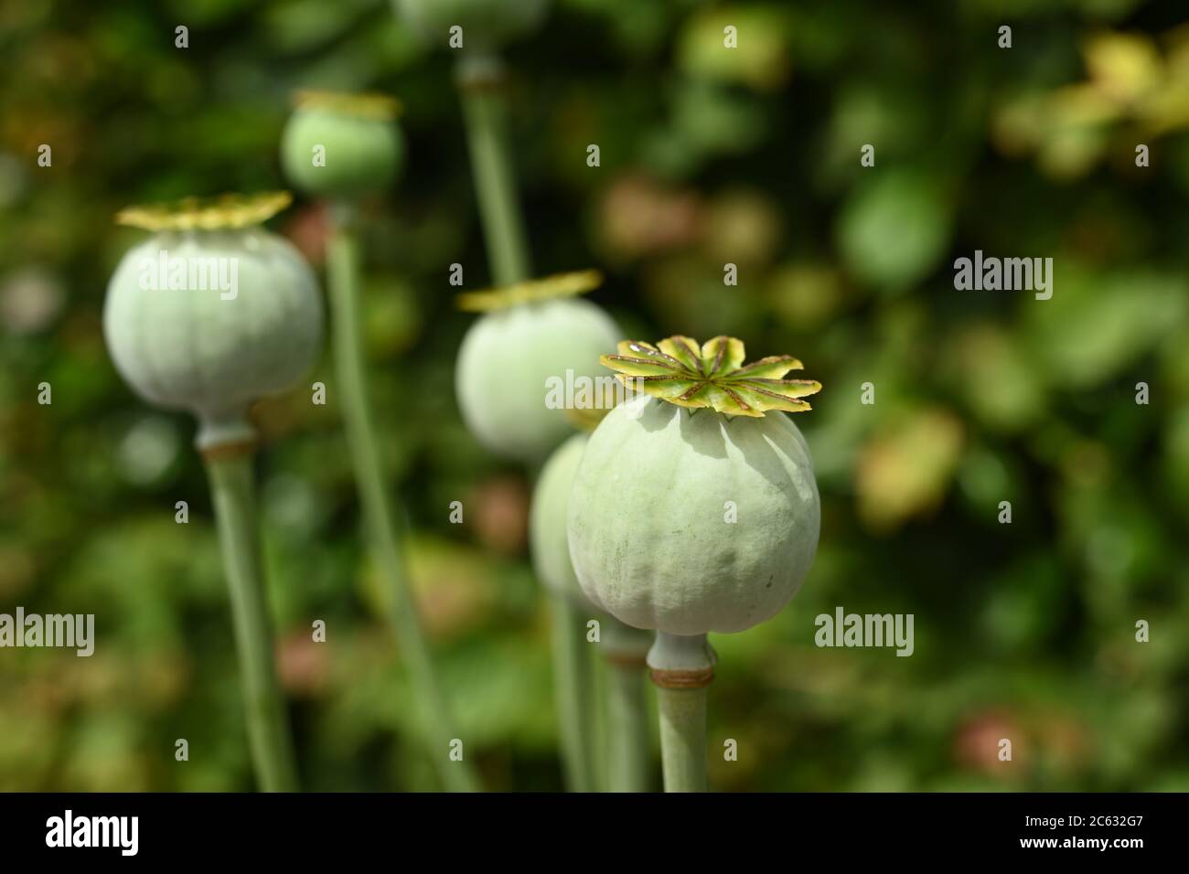 Vue rapprochée de la tête morte d'un pavot à opium ou 'Papaver somniferum'. C'est une espèce de plante à fleurs de la famille des papaveraceae. Banque D'Images