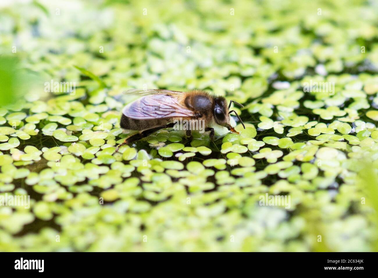 Abeille - apis mellifera - eau potable de l'étang de flétrissement du jardin recouvert de duckweed - Écosse, Royaume-Uni Banque D'Images