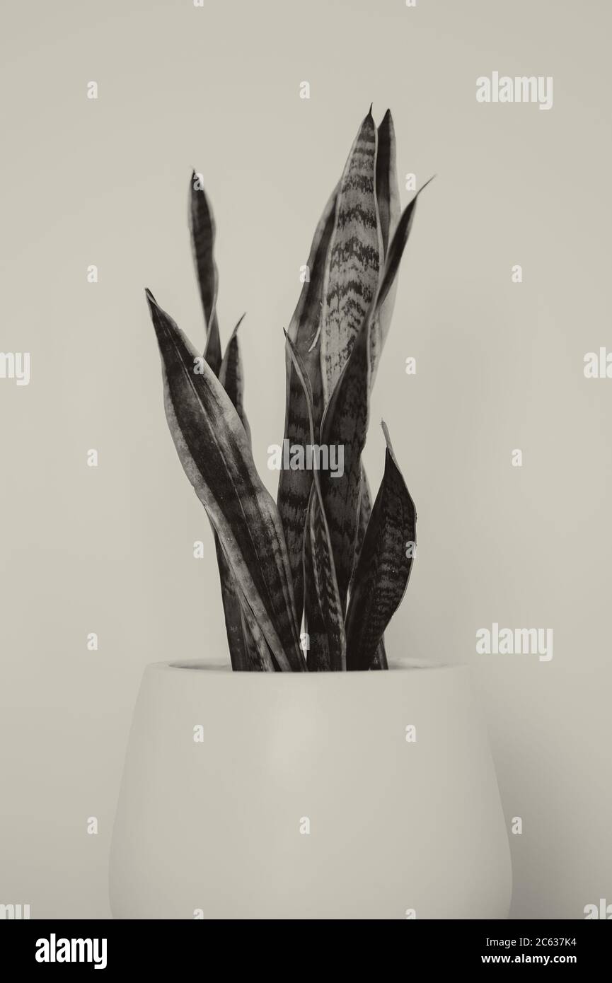 Plante de serpent en pot blanc dessert intérieur succulent Banque D'Images