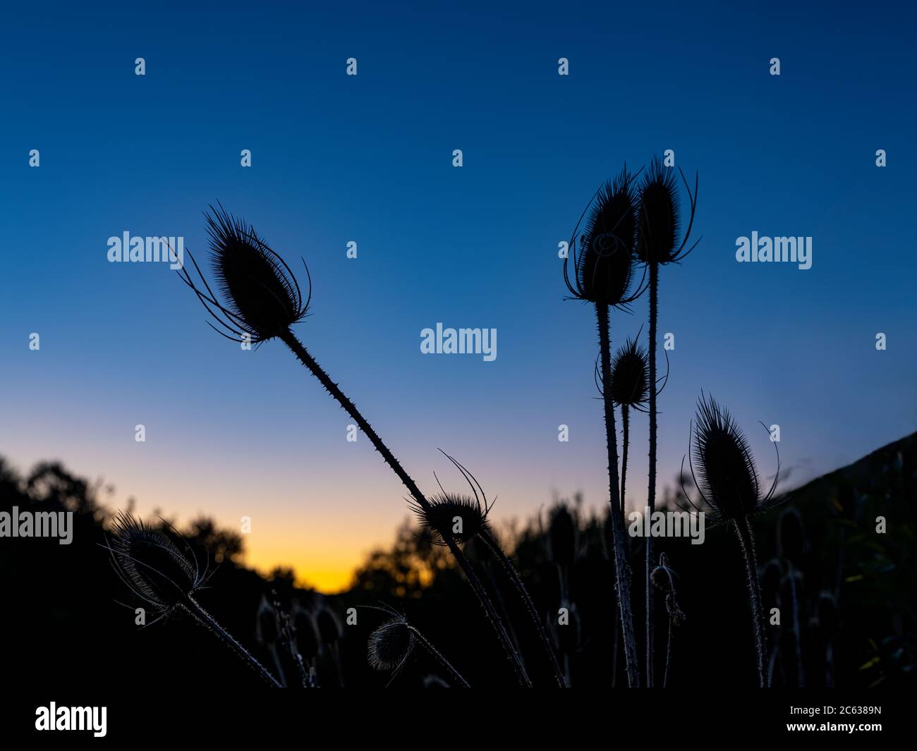 Silhouette Teasels au coucher du soleil, Utah, États-Unis Banque D'Images