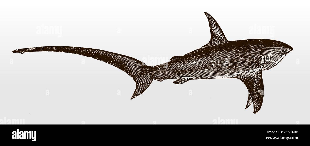 La batteuse commune, alopias vulpinus, un requin menacé, distribué dans le monde entier dans les mers tropicales en vue latérale après une illustration antique de 19c Illustration de Vecteur