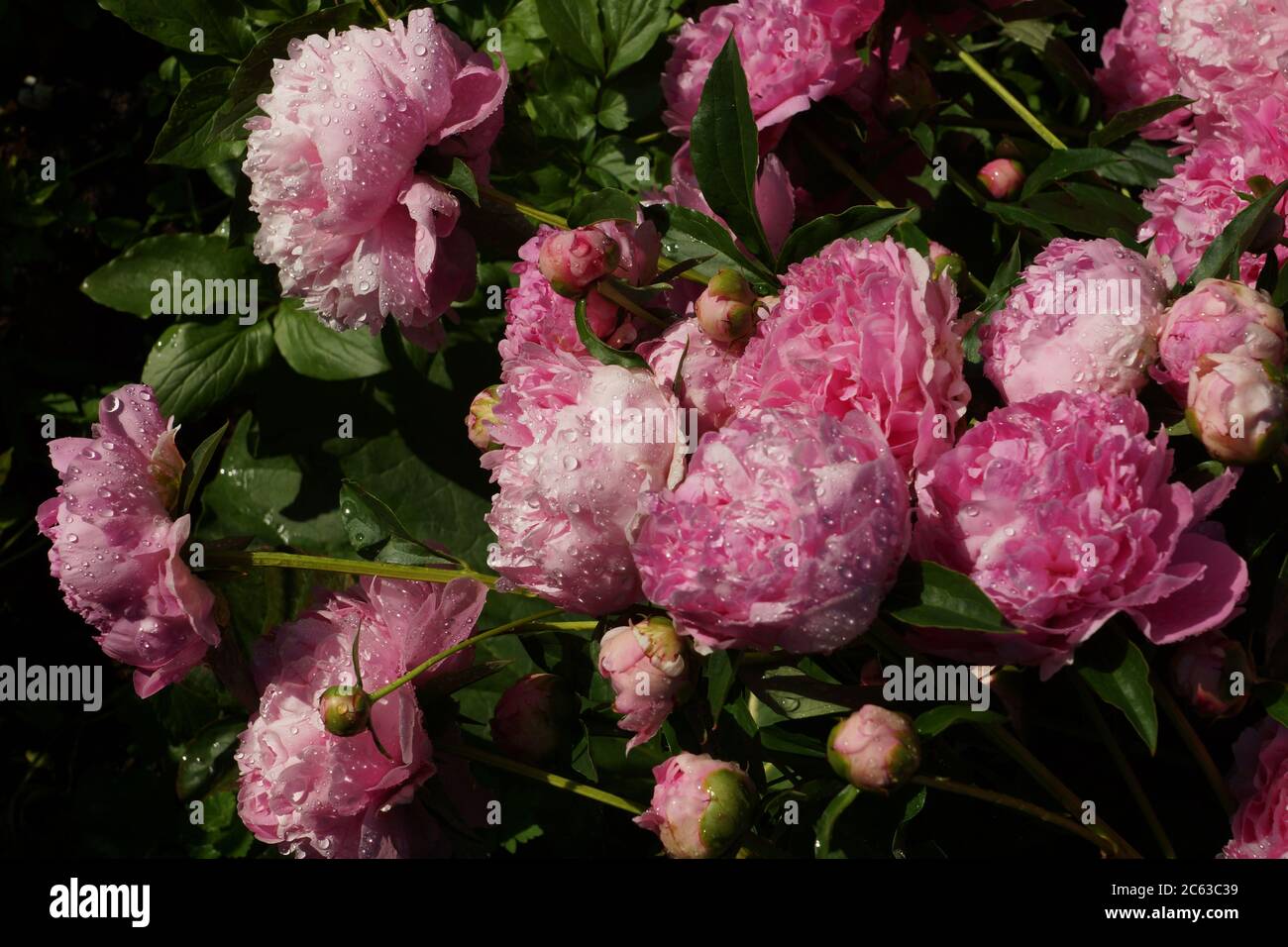 Belle pivoines doubles roses vintage en gouttes d'eau. Banque D'Images