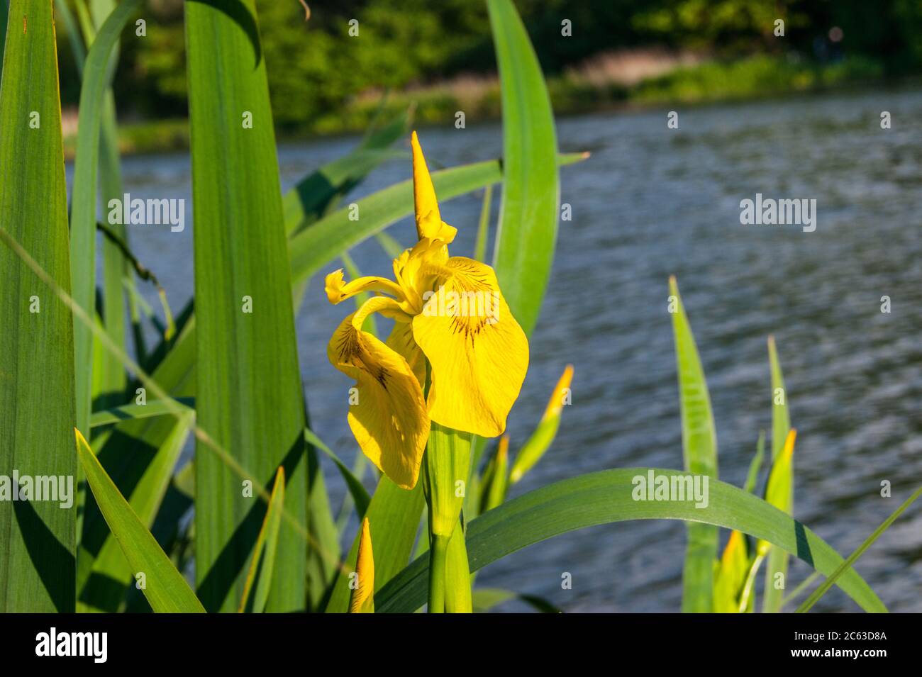 Drapeau jaune Iris pseudocorus fleur Banque D'Images
