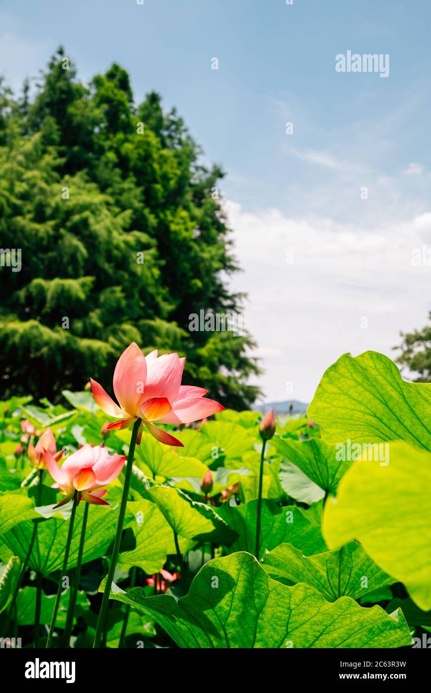 Champ de fleurs de Lotus sous ciel bleu en Corée Banque D'Images