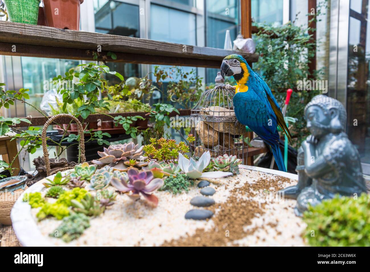 jardin de plantes succulentes et macaw Banque D'Images