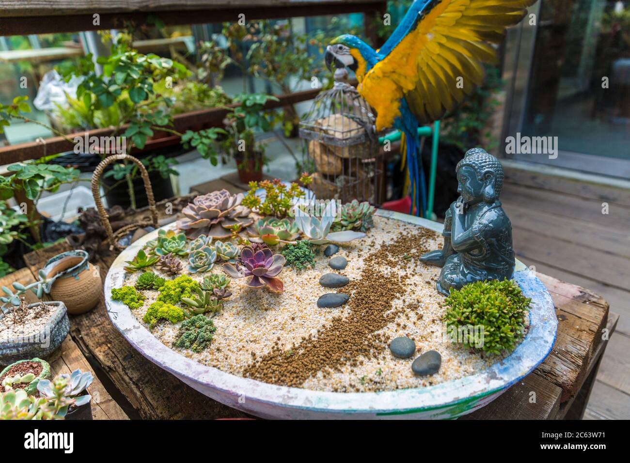 jardin de plantes succulentes et macaw Banque D'Images