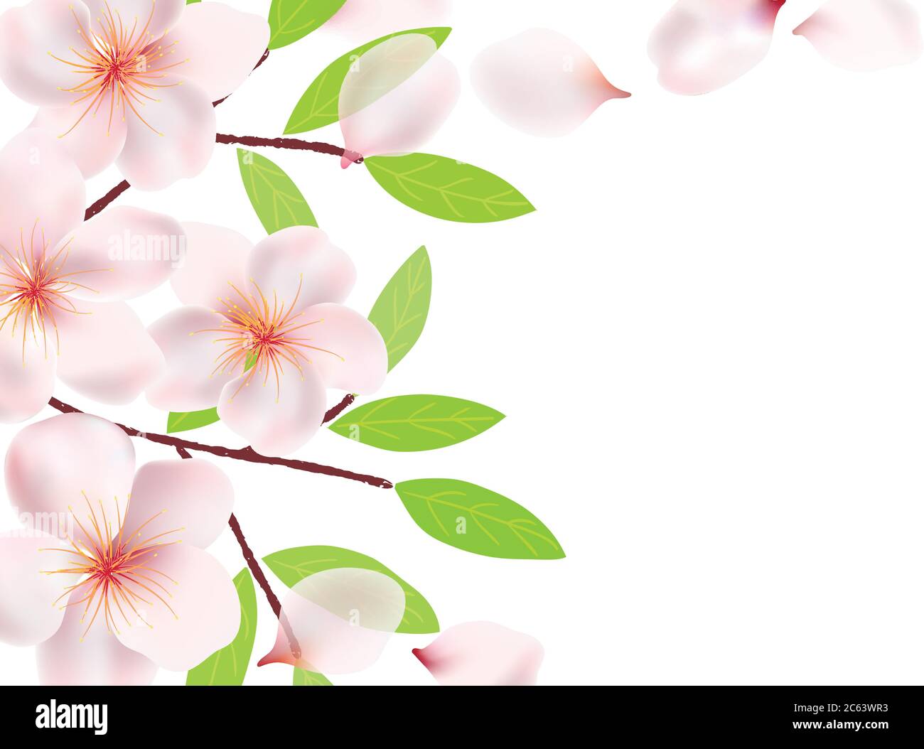 Fleurs, branches et feuilles de fond Sakura. Fleurs de cerisier , pétales volants. Branches avec feuilles vertes. Illustration vectorielle sur bac transparent Illustration de Vecteur