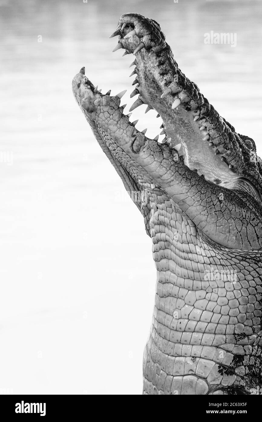 Un crocodile de saut sur Adélaïde Banque D'Images