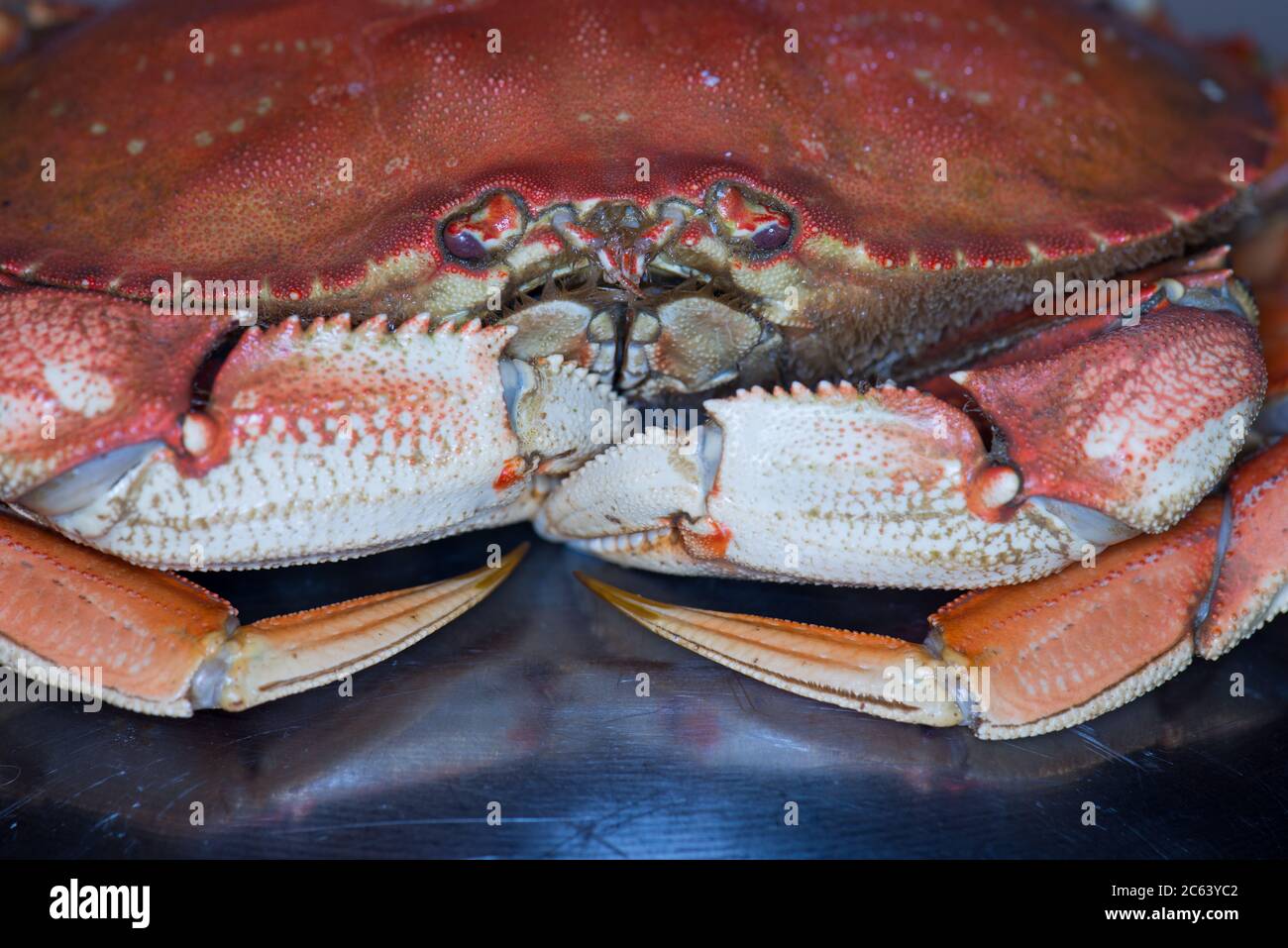 Gros plan du crabe dormeur Banque D'Images