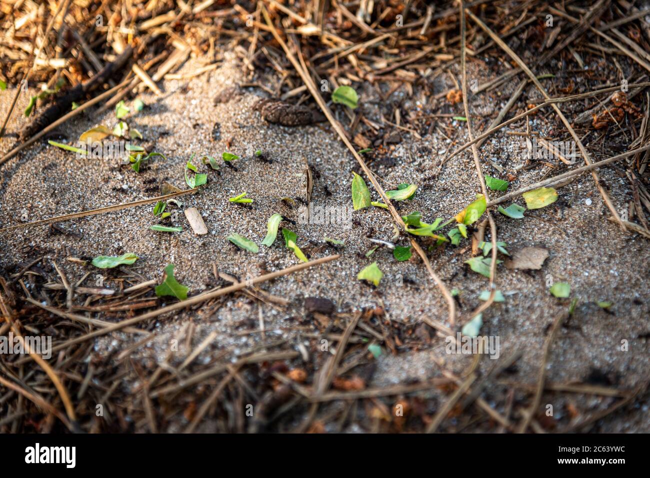 Fourmis noirs transportant de minuscules morceaux de feuilles vertes à travers le sable, les bâtons et l'herbe sèche Banque D'Images