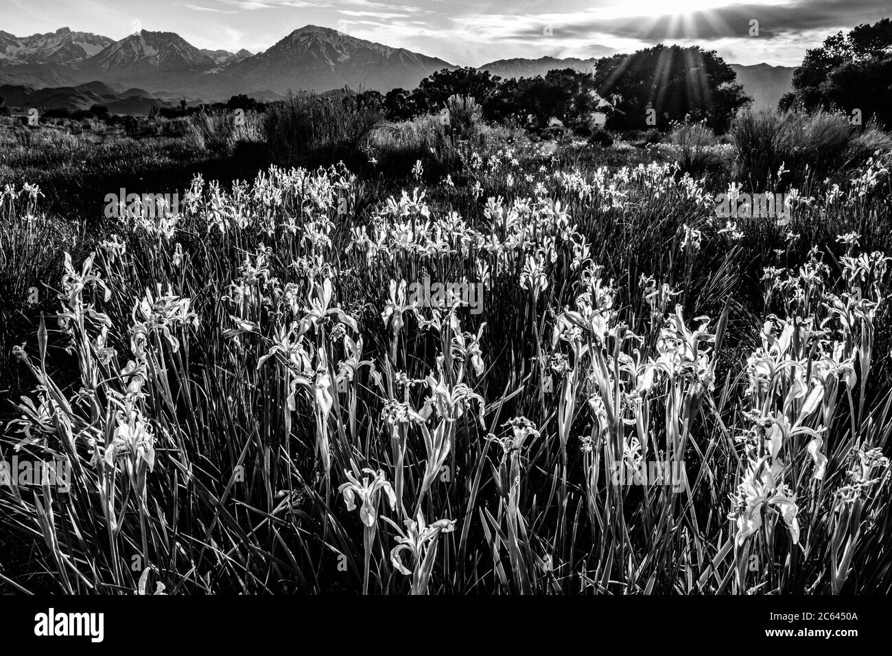 Un champ d'iris sauvage dans la vallée d'owen avec une étoile de soleil qui brille. Banque D'Images