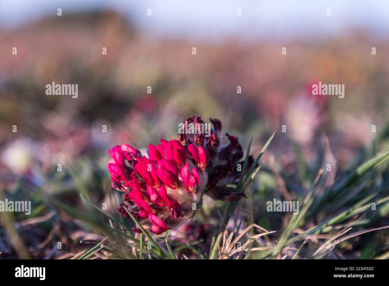 Fleur sauvage de fetch de rein violet gros plan sur l'île Oland en Suède Banque D'Images