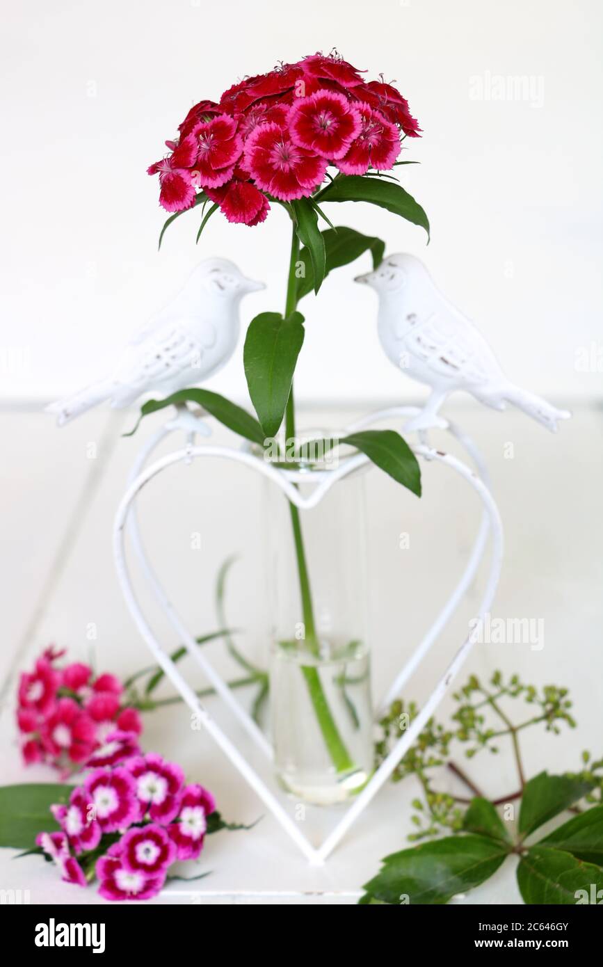 bouquet de william doux en rose dans vase en verre Banque D'Images