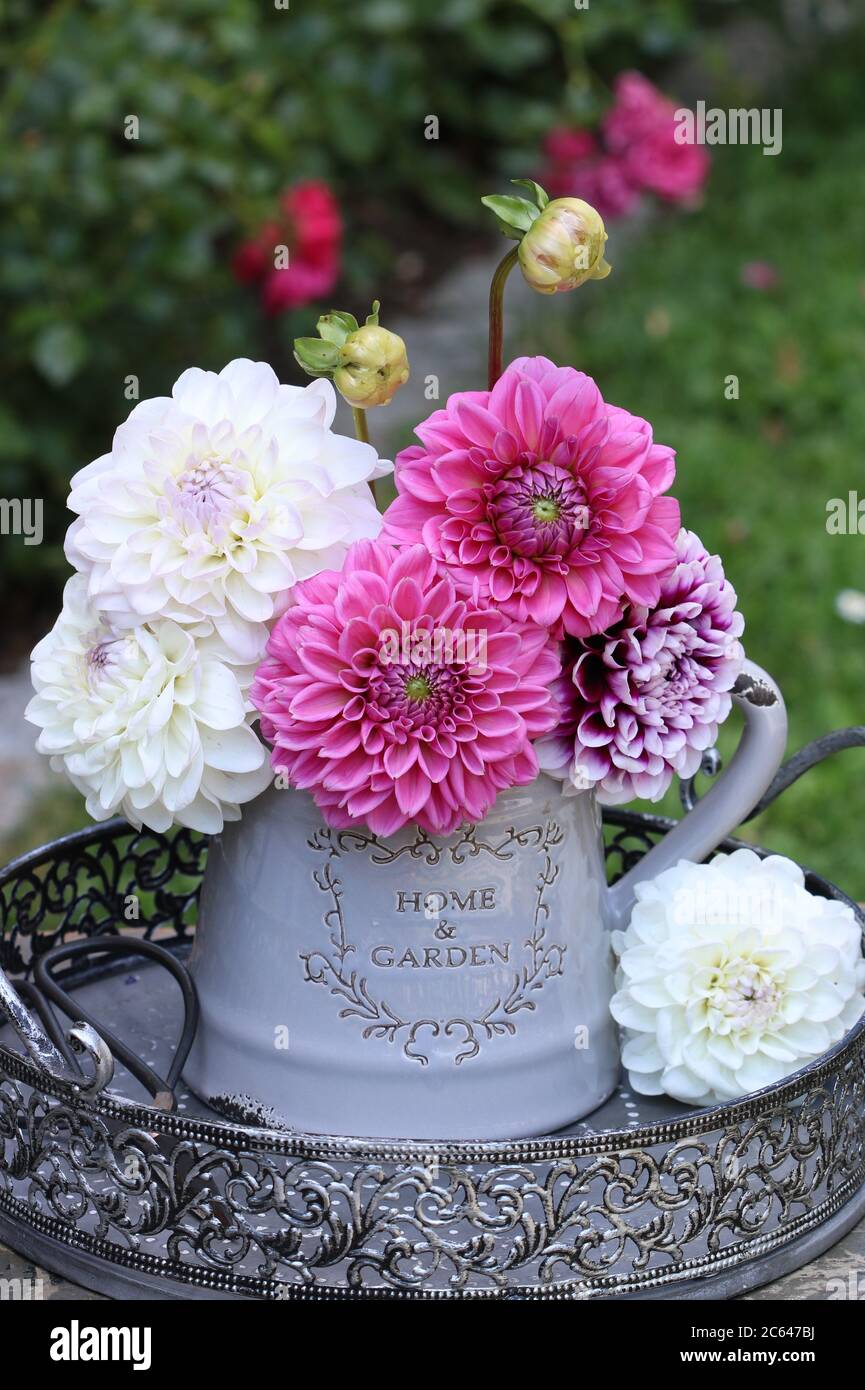 bouquet de fleurs de dahlia roses dans un vase vintage Banque D'Images