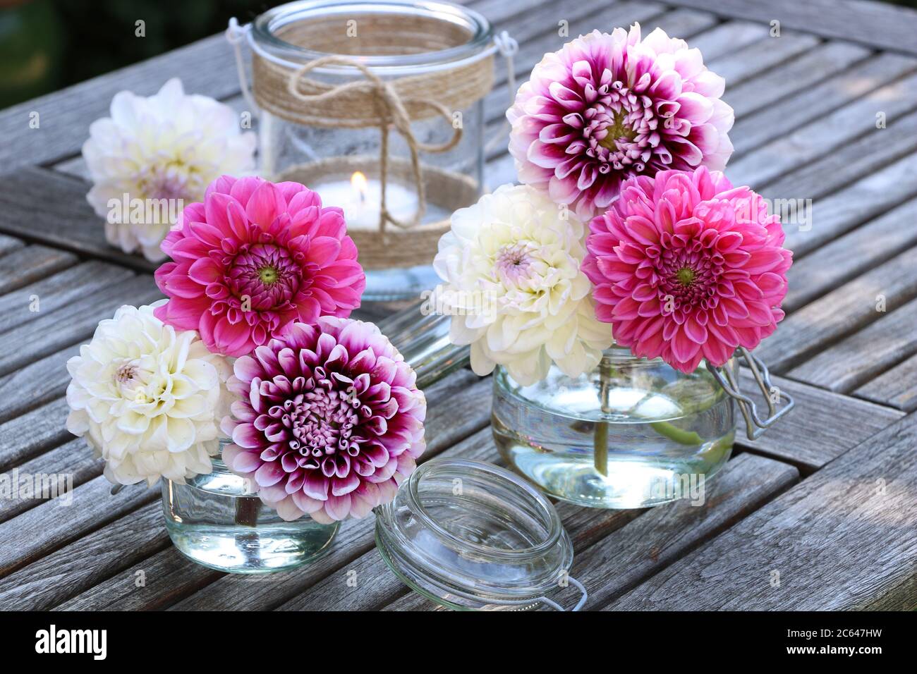 bouquet de fleurs de dahlia roses en verres Banque D'Images