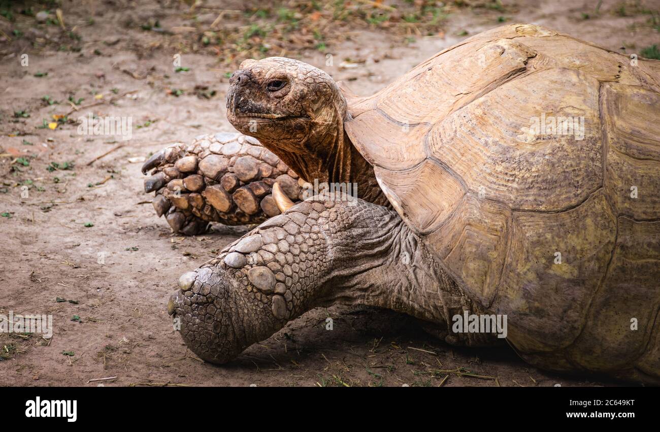 Tortue géante (Aldabrachelys Gigantea), vue latérale de vieux reptiles menacés des îles de l'atoll d'Aldabra aux Seychelles. Banque D'Images