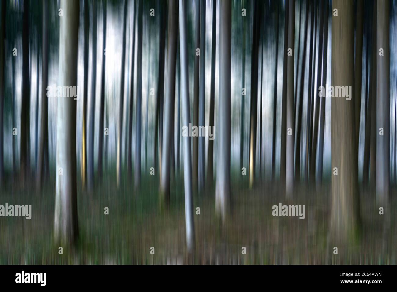 Arbres flous dans une forêt Banque D'Images