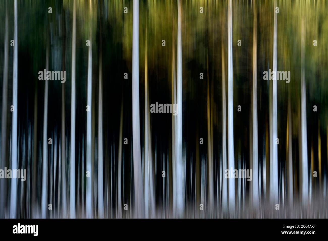 Arbres flous dans une forêt Banque D'Images
