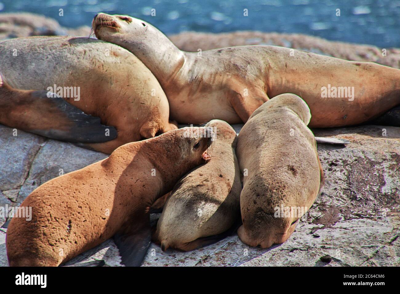 Les phoques sur l'île de Beagle Channel près de la ville d'Ushuaia, Tierra del Fuego, Argentine Banque D'Images