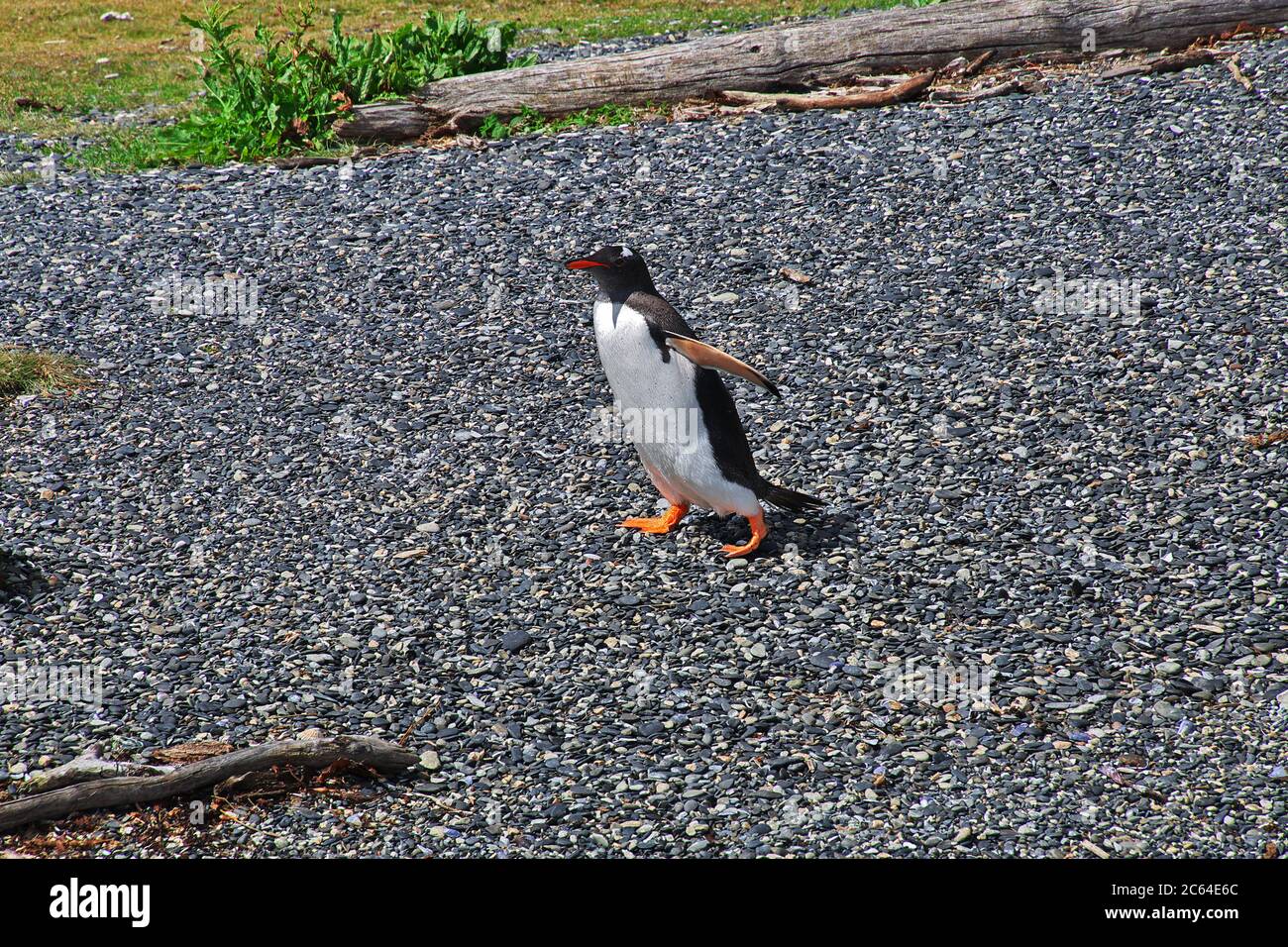 Les pingouins sur l'île dans le canal Beagle près de la ville d'Ushuaia, Tierra del Fuego, Argentine Banque D'Images