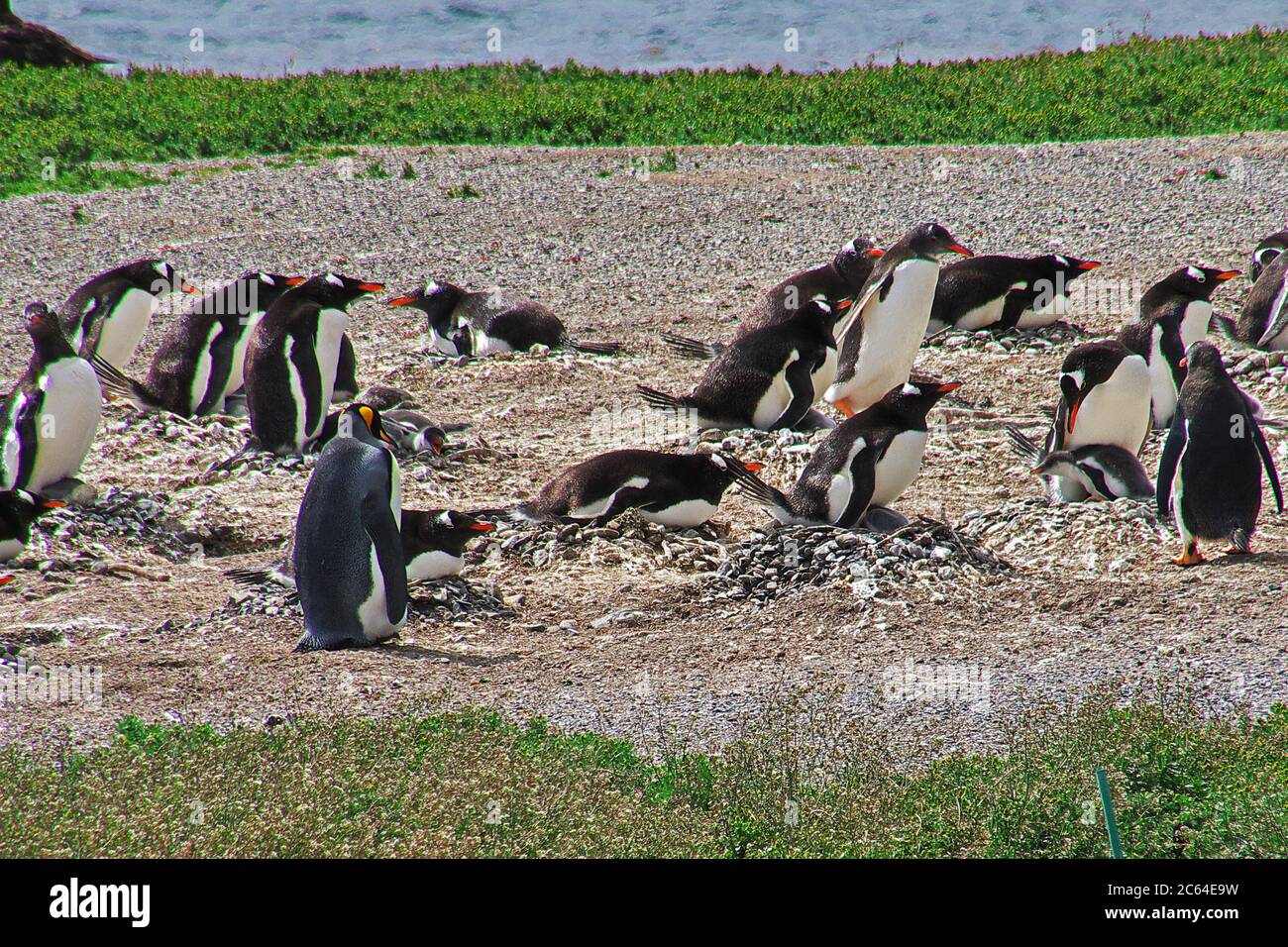 Les pingouins sur l'île dans le canal Beagle près de la ville d'Ushuaia, Tierra del Fuego, Argentine Banque D'Images