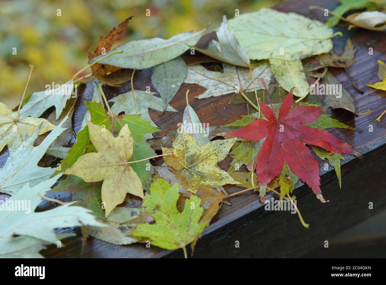 Laubfall im Aceretum, Japanischer Fécher-Ahorn Acer palmatum Osakazuki, Zoeschener Ahorn Acer × zoeschense Banque D'Images