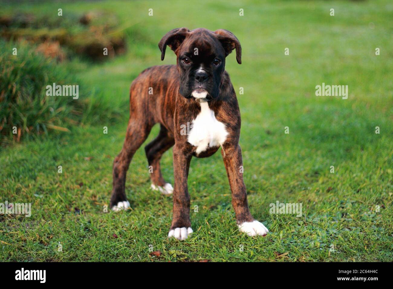 Bringe Boxer Chiot Tres Serieusement Regarder L Appareil Photo Pret A Printemps Debout Sur L Herbe Verte Dans Le Jardin Photo Stock Alamy