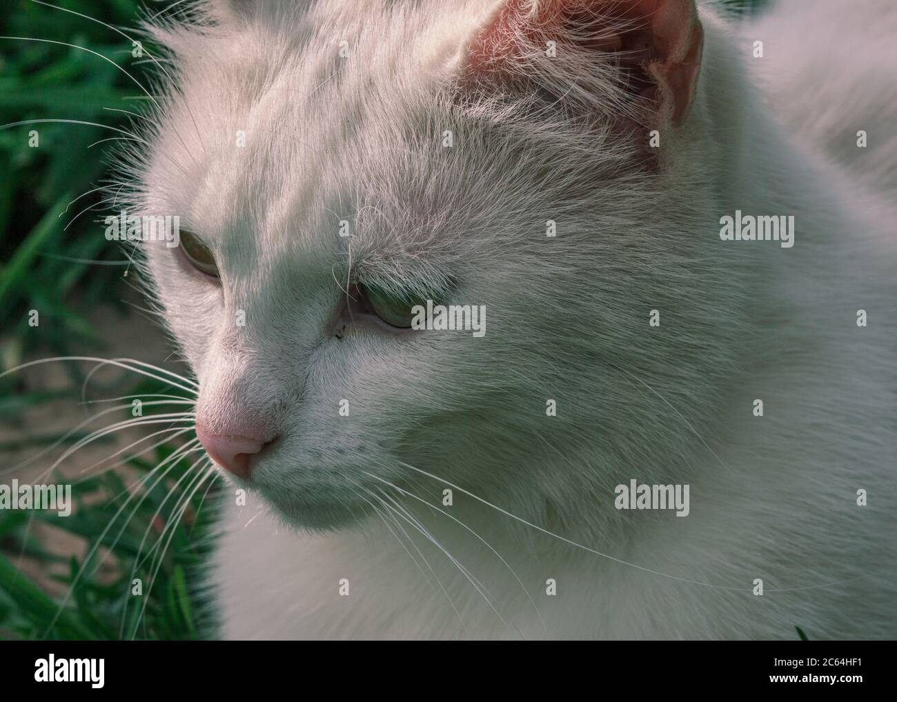 Maison douce animal mixte espèces chat blanc avec les yeux verts Banque D'Images