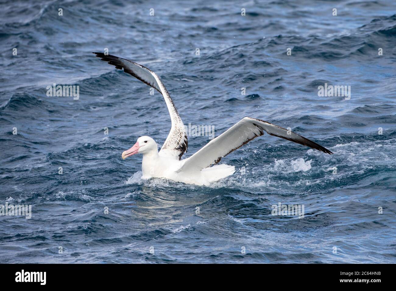Albatros royaux du Sud (Diomedea epomophora) adulte atterrissant en mer au large des îles Chatham, en Nouvelle-Zélande. Banque D'Images