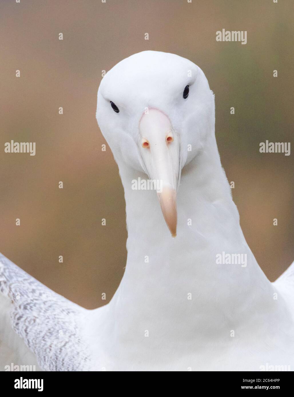 Portrait d'un albatros royal du Sud (Diomedea epomophora) adulte sur un terrain de reproduction dans la partie supérieure des îles Campbell, en Nouvelle-Zélande. Banque D'Images