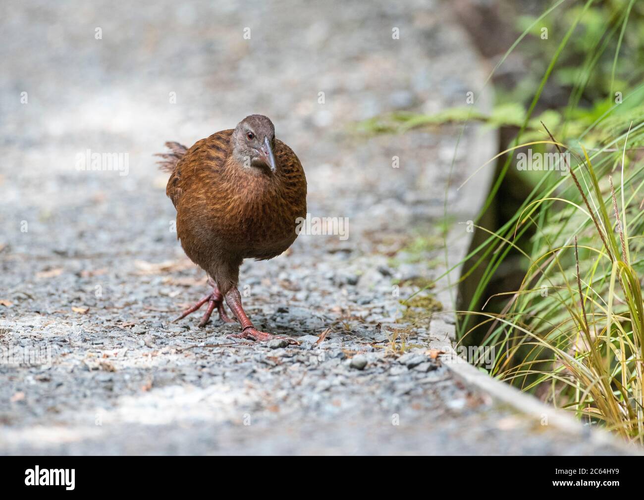 Stewart Island Weka (Gallirallus australis scotti) en marchant sur le sol sur l'île Ulva au large de l'île Stewart. Banque D'Images