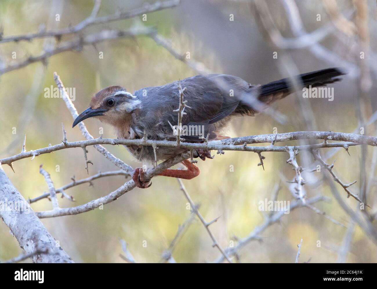 Mesite juvénile du sous-désert (Monias benschi) perchée à Ifaty. Limité à l'épaississement épineux avec des zones ouvertes dans la petite région de faible terre du sud-ouest de Madagas Banque D'Images