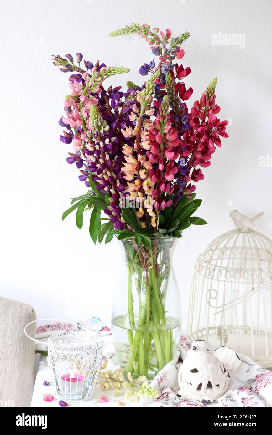 bouquet coloré de lupins dans un vase en verre Banque D'Images