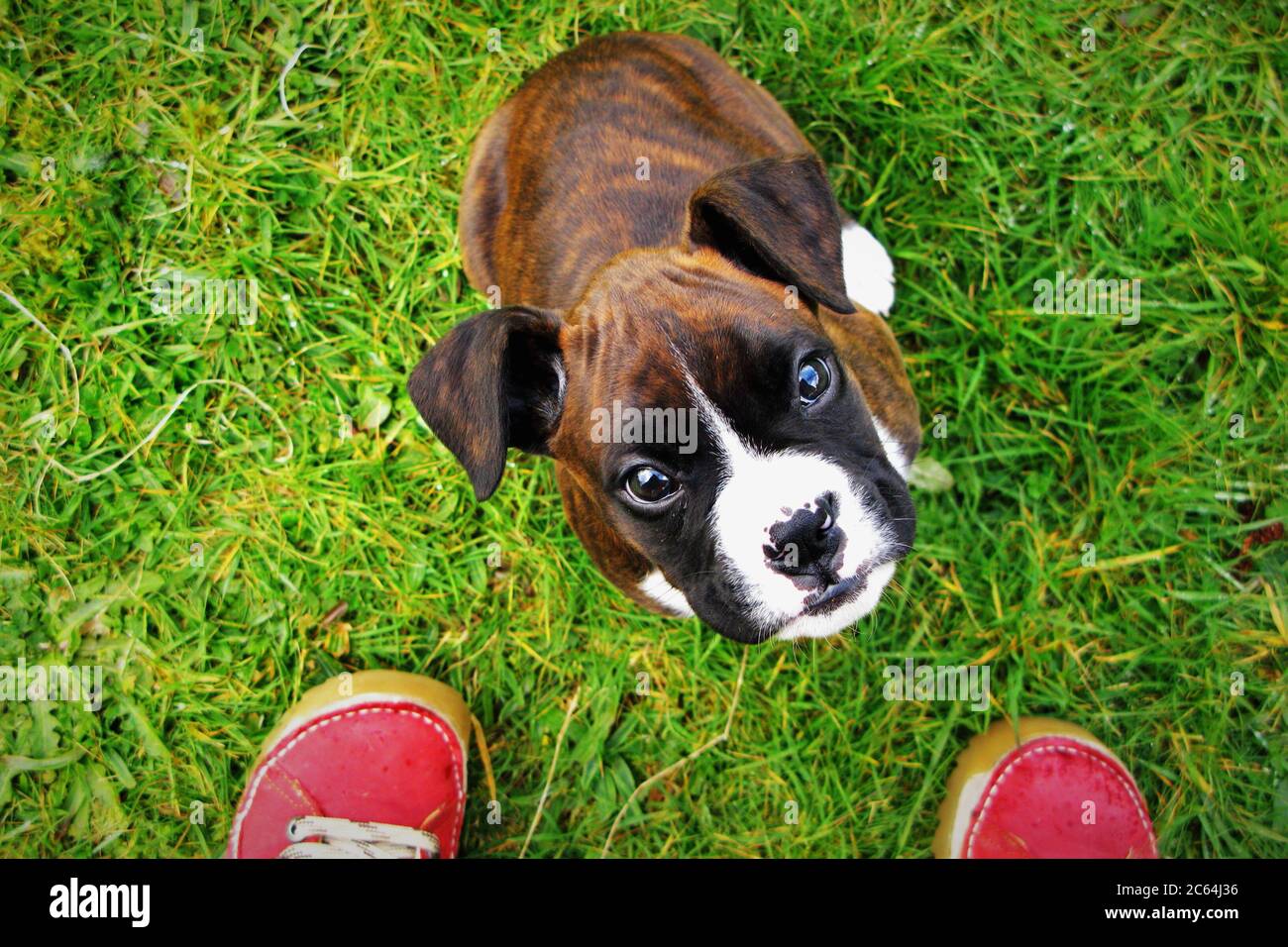 Bringe Boxer Chiot Regardant Entre Une Paire De Chaussures Photo Stock Alamy