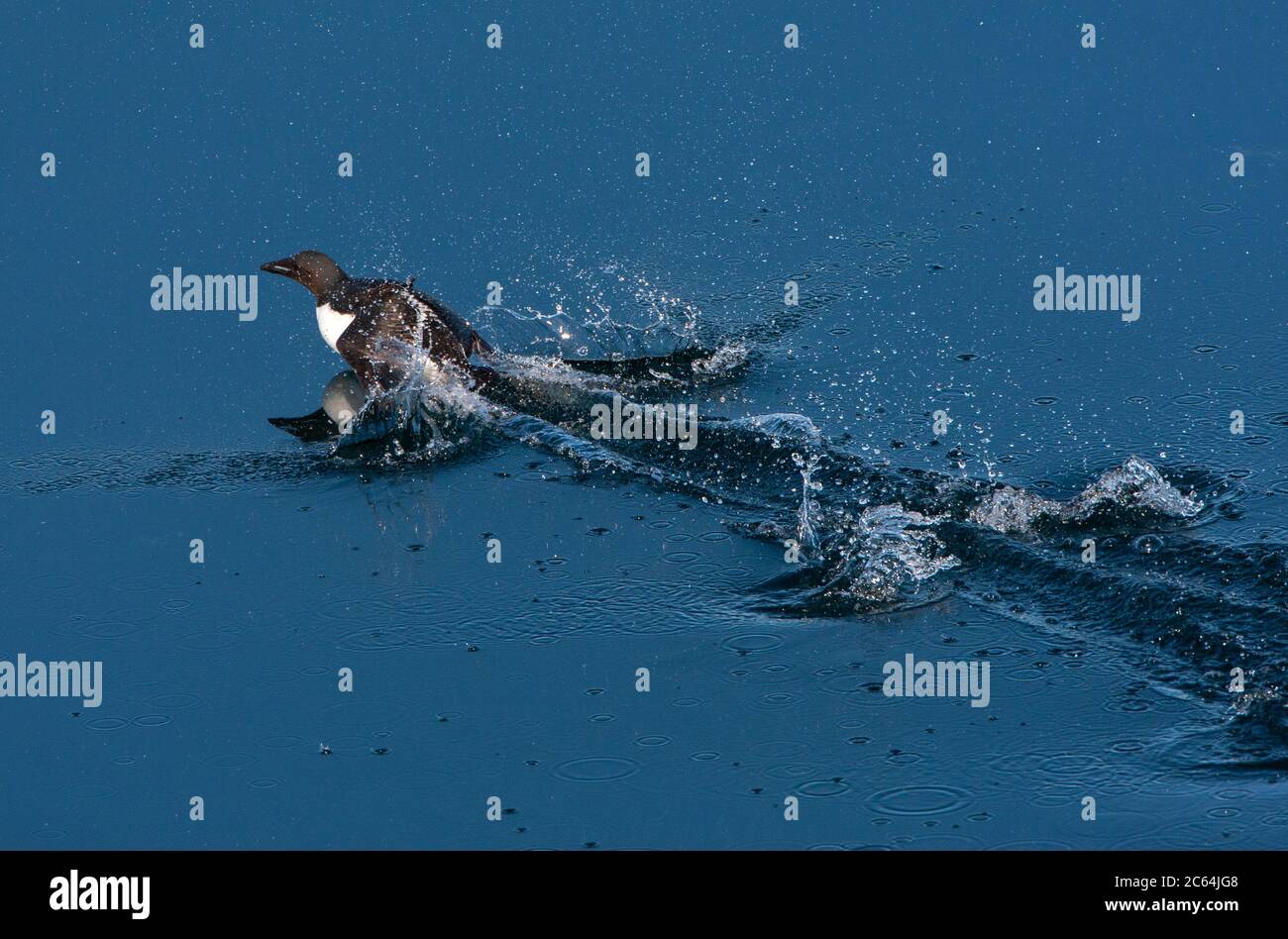 Guillemot à bec épais (Uria lomvia), également connu sous le nom de Guillemot de Brunnich, à Svalbard, en Norvège. Essayer de s'éloigner du danger, mais trop lourd pour voler. Banque D'Images