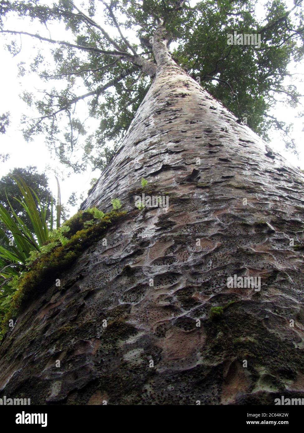 Énorme Kauri (Agathis australis) dans la forêt de Waipoua, sur l'île du Nord, Nouvelle-Zélande. Vue de dessous. Banque D'Images