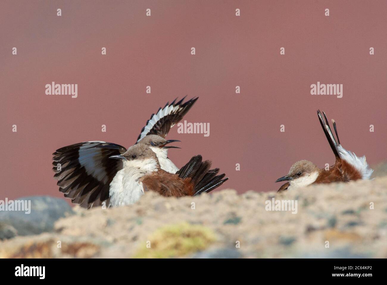 Cinq clodes à ventre blanc (Cinclodes palliatus) en danger critique dans une tourbière des Andes près de Marcapomacocha au Pérou. Trois oiseaux. Banque D'Images