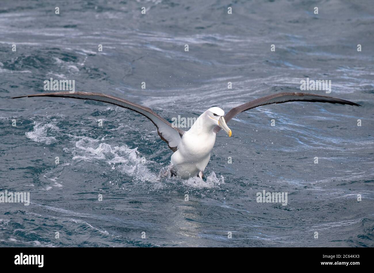 Albatros à capuchon blanc pour adultes (Thalassarche Steimi) atterrissant sur la surface de l'océan au large des îles Chatham, en Nouvelle-Zélande. Banque D'Images