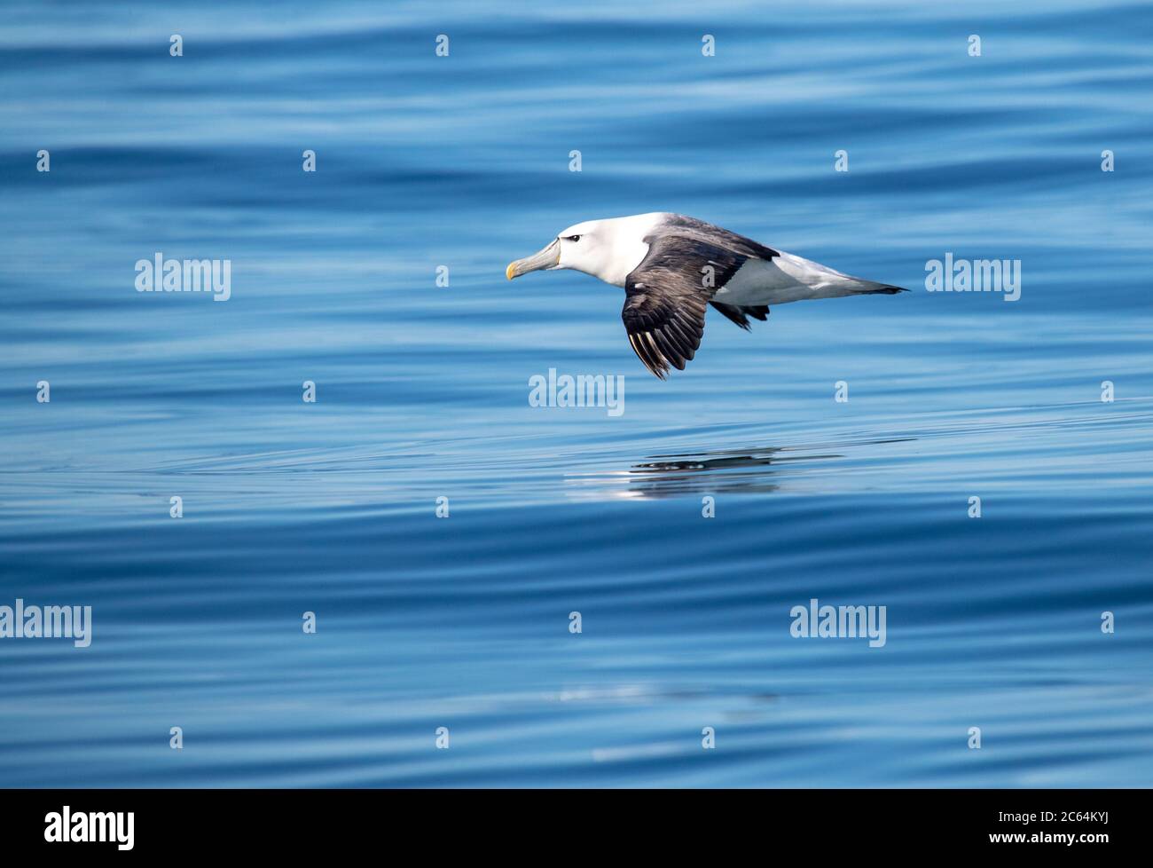 Albatros à capuchon blanc (Thalassarche Stesi) adulte glissant bas sur la surface de l'océan pacifique au large de Kaikoura, Île du Sud, Nouvelle-Zélande. Banque D'Images