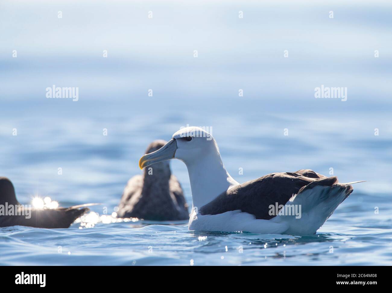 Albatros à capuchon blanc (Thalassarche Steimi) adulte nageant dans l'océan pacifique au large de Kaikoura, île du Sud, Nouvelle-Zélande. Photographié avec rétroéclairage. Banque D'Images