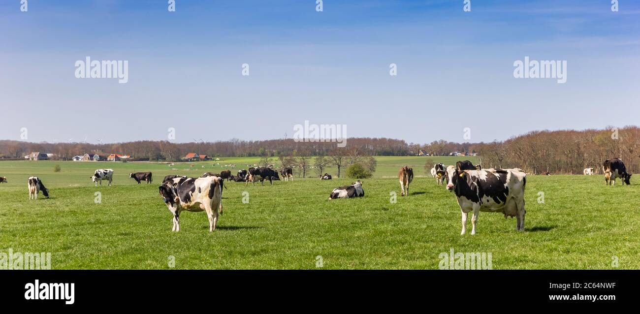 Panorama des vaches Holstein noires et blanches à Frise, pays-Bas Banque D'Images