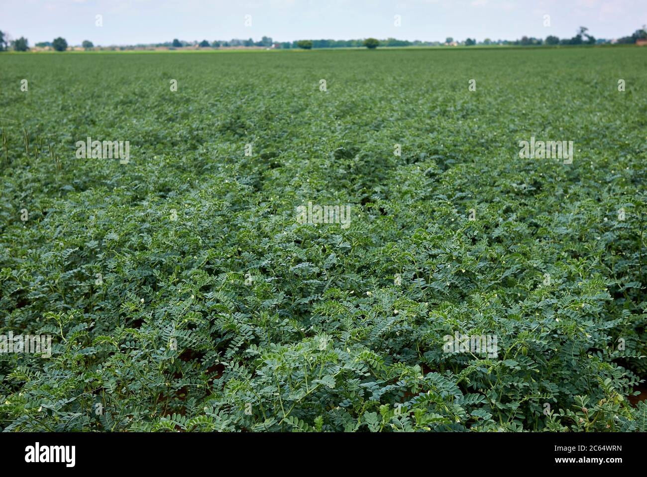 Cicer arietinum agricole classé Banque D'Images