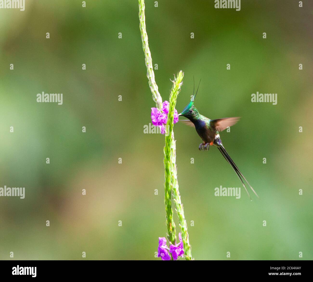 Le mâle adulte à crête de fil Thorntail (Discosura popelairii) se nourrissant sur des fleurs le long de la route Manu, Pérou. Banque D'Images