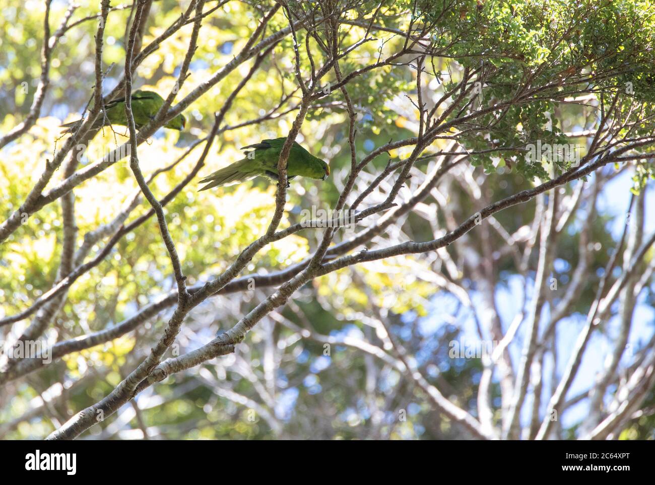 Parakeet à couronne jaune (Cyanoramphus auriceps) dans une ancienne forêt naturelle du col Haast, Île du Sud, Nouvelle-Zélande. Deux oiseaux perchés dans un arbre, lo Banque D'Images