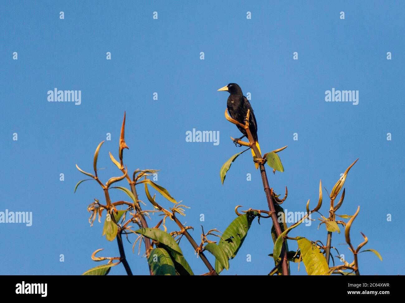 Cacique à rumpes jaunes (Cacicus cela) adulte perchée dans un arbre du bassin amazonien du parc national de Manu, Pérou. Regarder autour. Banque D'Images