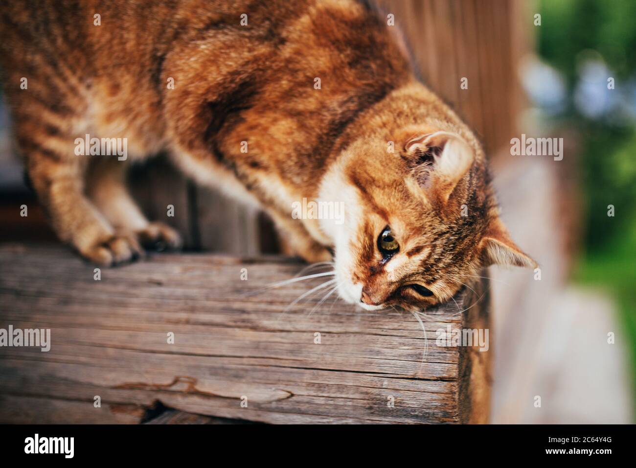 Un grand chat domestique doux frotte et griffe sa tête sur un hangar en rondins dans le village Banque D'Images