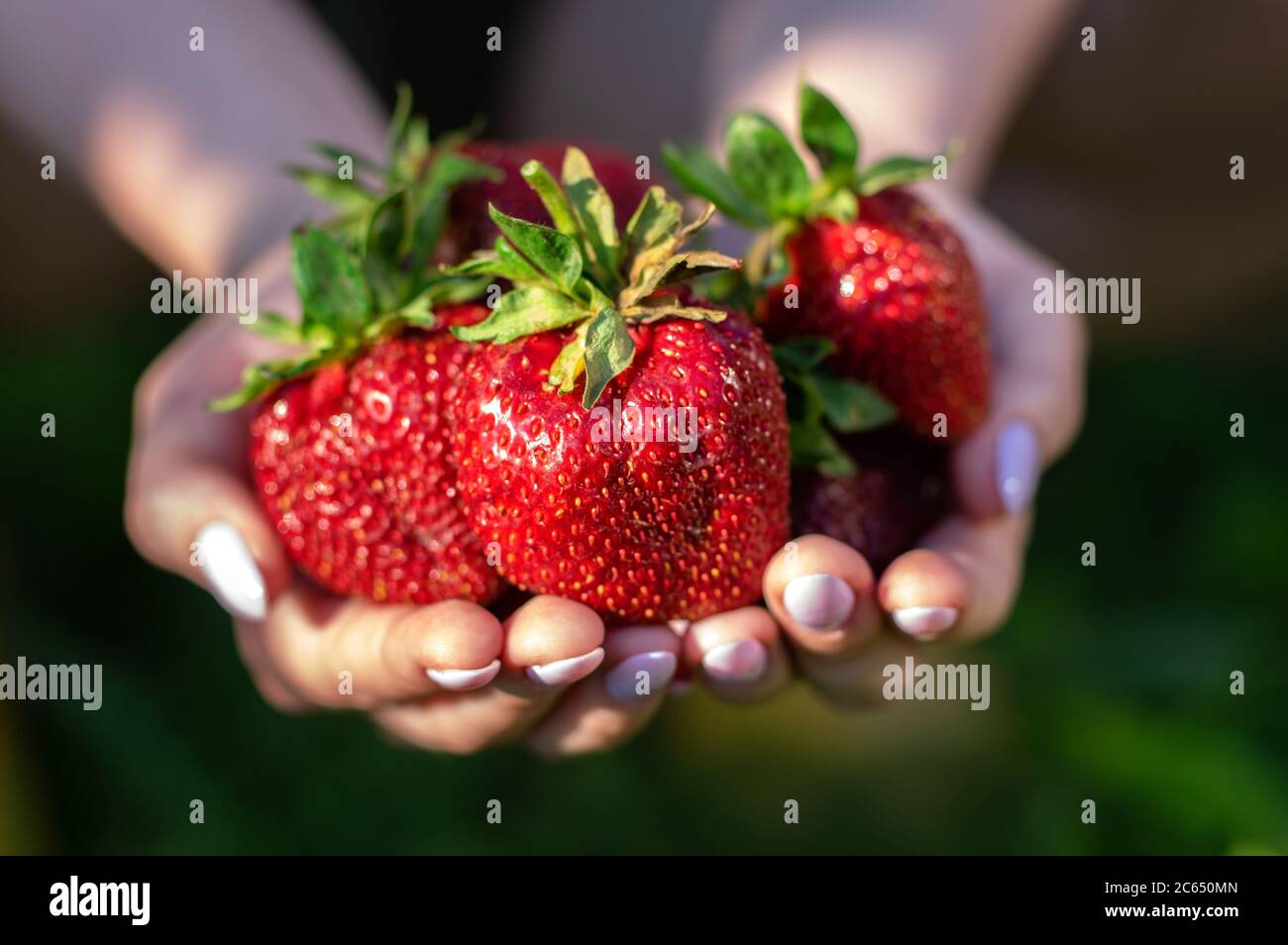 Fraises mûres entre les mains des femmes. Récolte de fraises dans le jardin. Gros plan. Banque D'Images