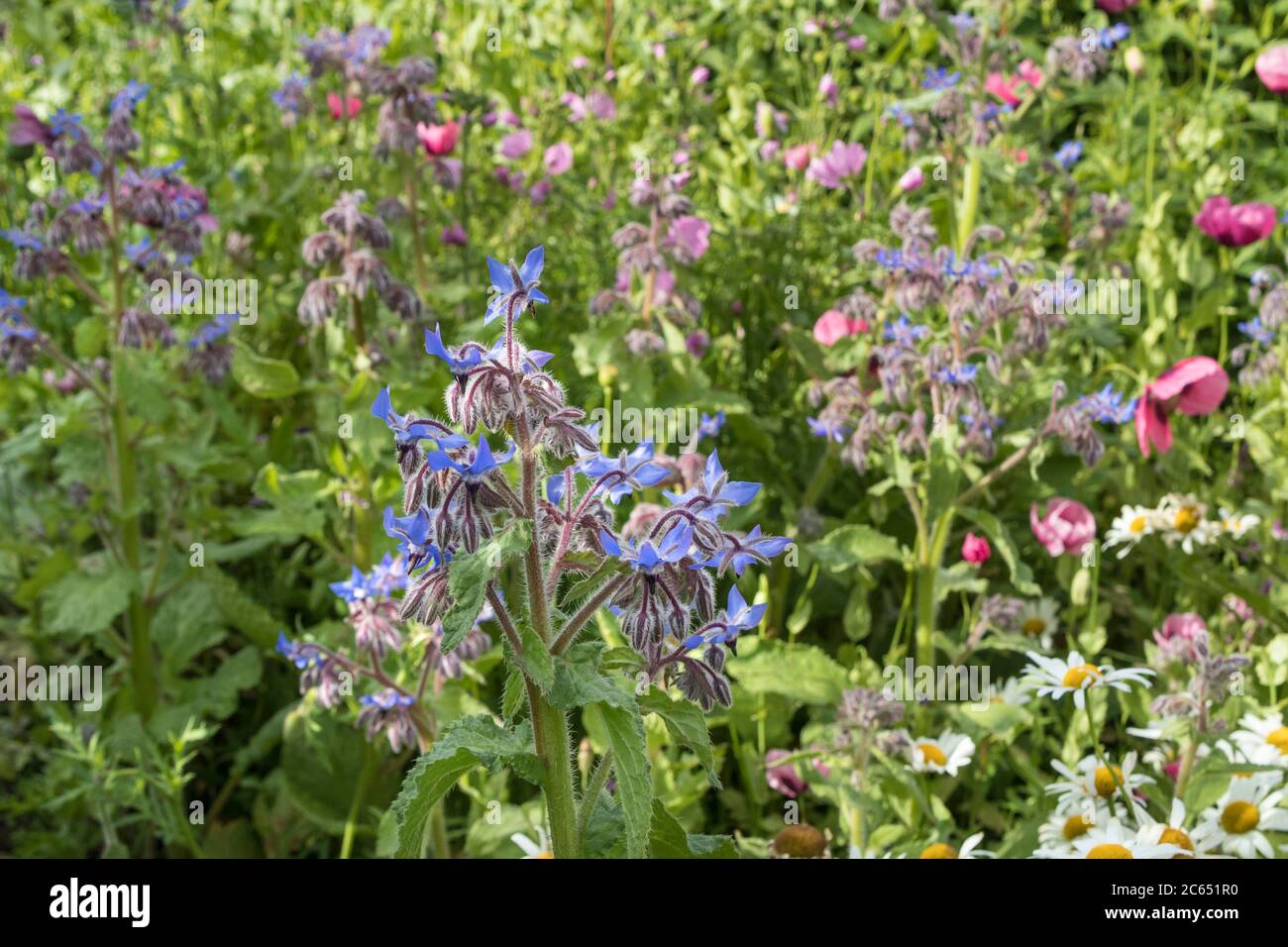 Borago officinalis fleurs dans un jardin d'animaux sauvages où l'on peut se faire des abeilles et des papillons, Royaume-Uni Banque D'Images
